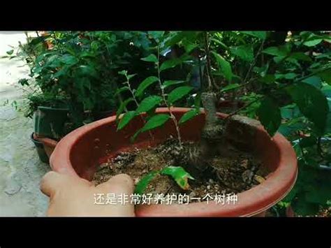 榔榆 盆景 植物 澆水 榆樹|榆樹盆景的養護方法